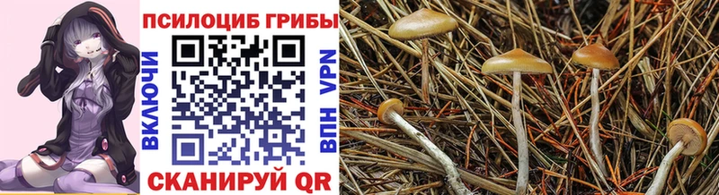 цены   Нурлат  Псилоцибиновые грибы Magic Shrooms 